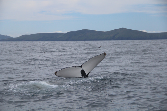 23 ventral fluke