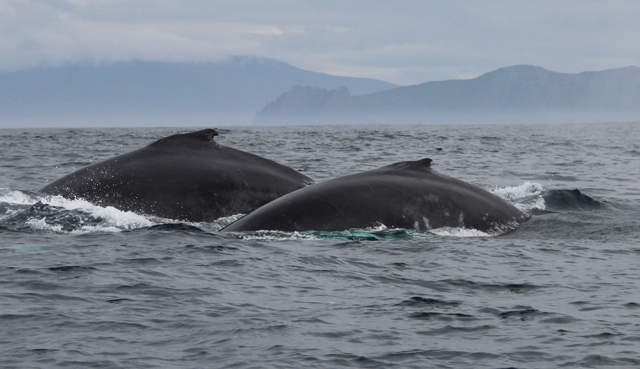 2 humpbacks travelling together 2