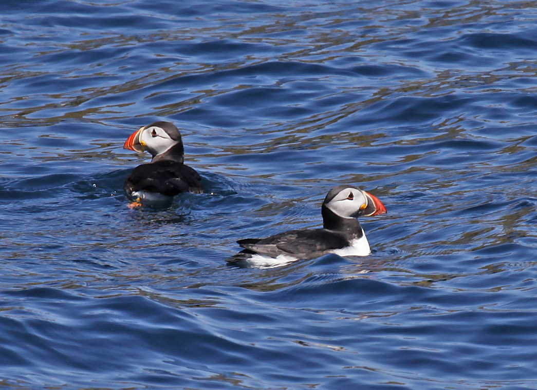 2 puffins