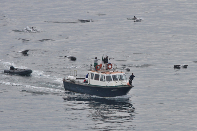 Blasket Princess and bottlenose dolphins c Nick Massett