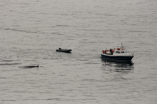 Blasket princess and minke whale