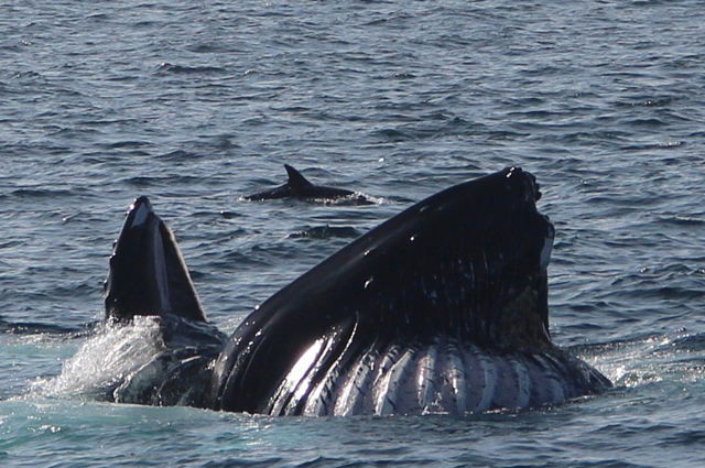 Humpback HBIRL17 bubblenetting