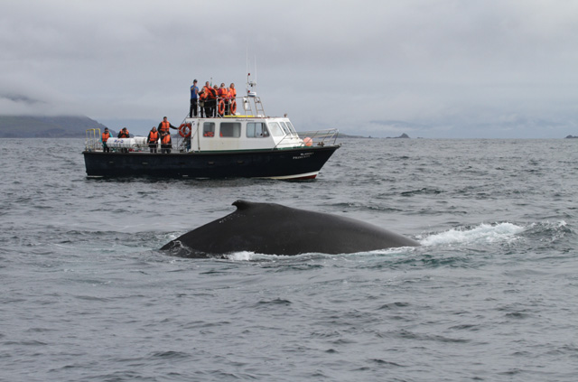 Humpback Sep 2012 c Nick Massett