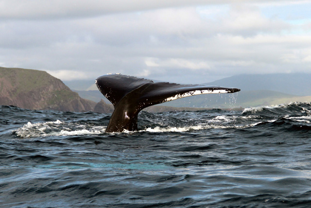 Humpback fluke