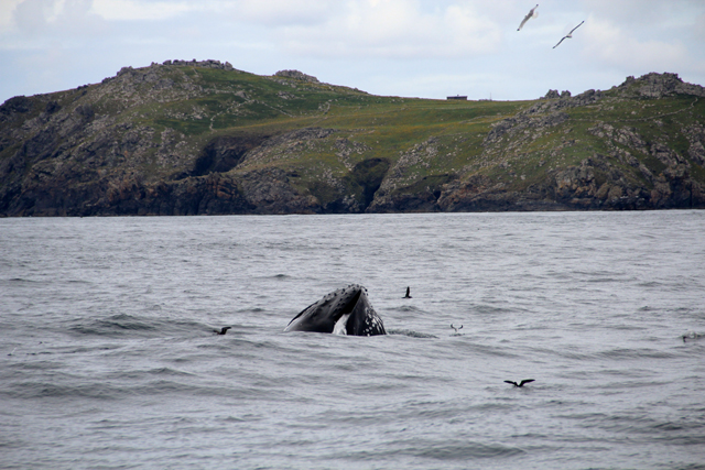 Humpback lunge feeding 2