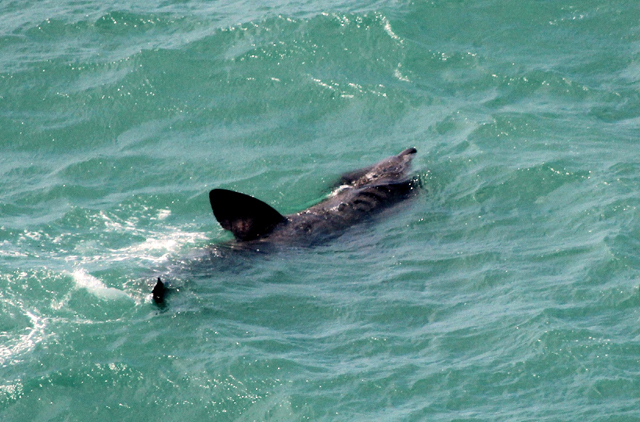 basking shark from Slea Head 2