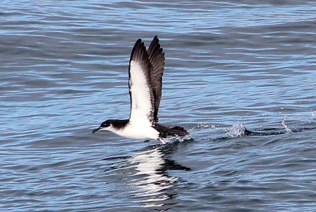 blasket island manx shearwater 2