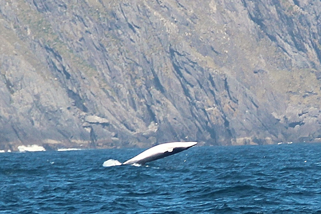 breaching minke off blaskets 2