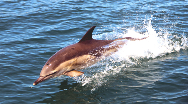 common dolphin