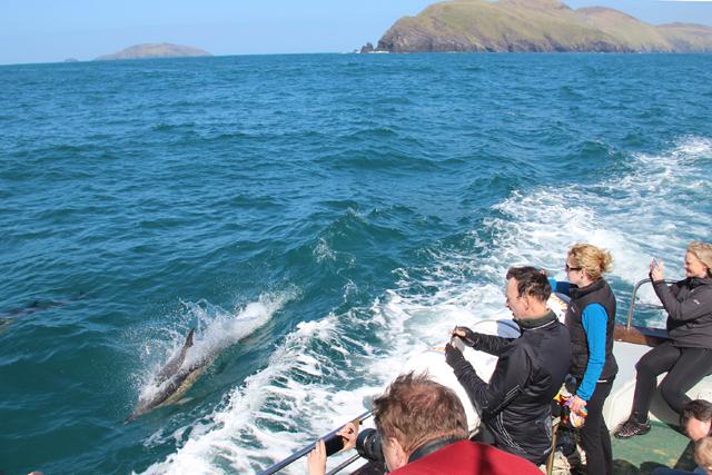 common dolphin and passengers 2