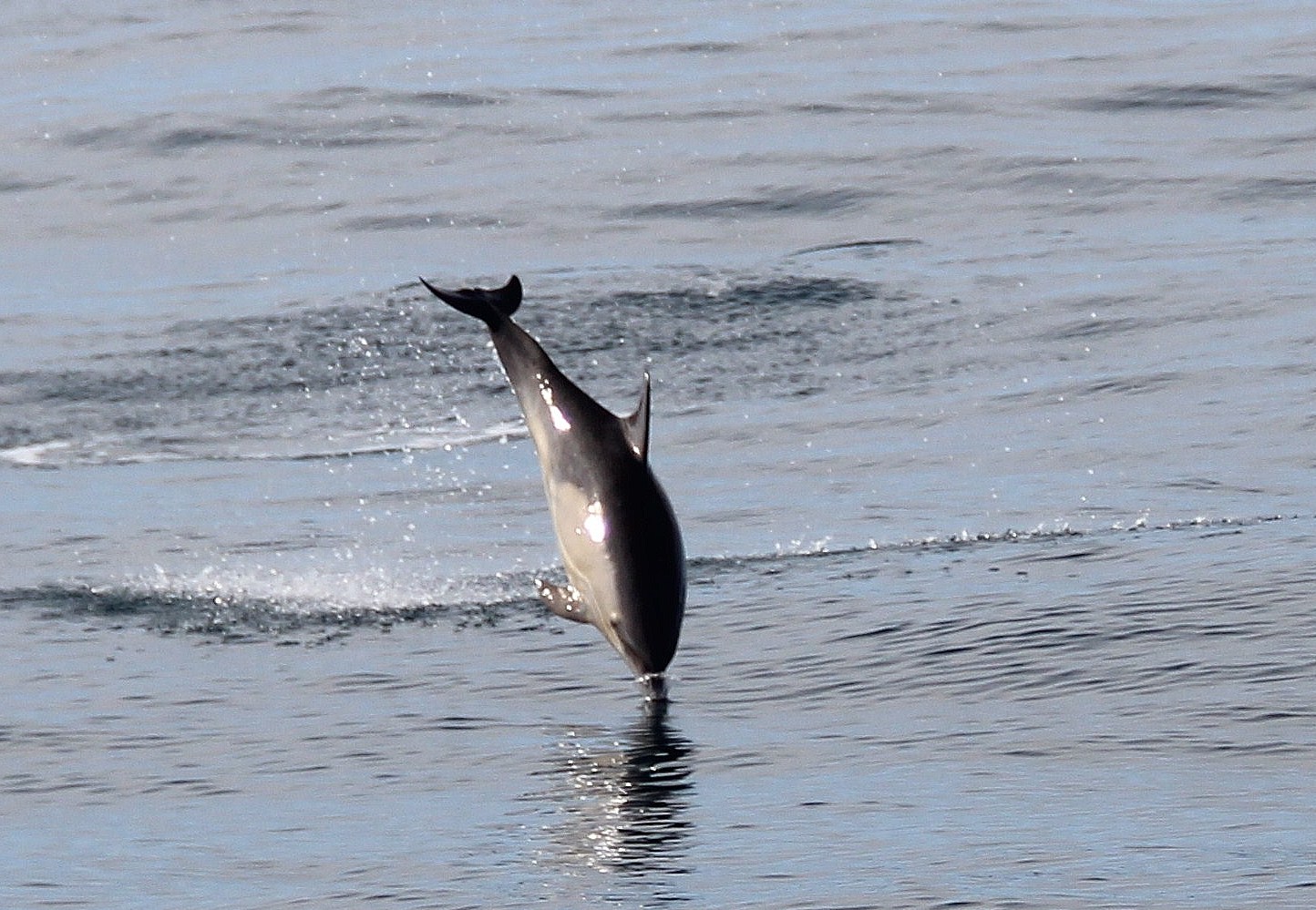 common dolphin nose diving blaskets