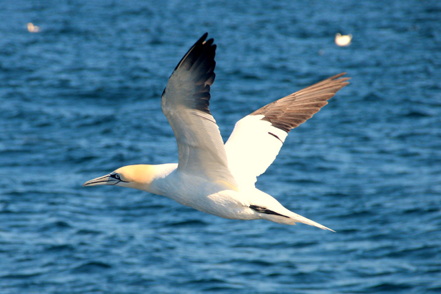 gannet 2