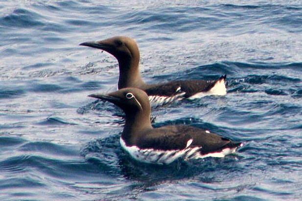 guillemot one bridled