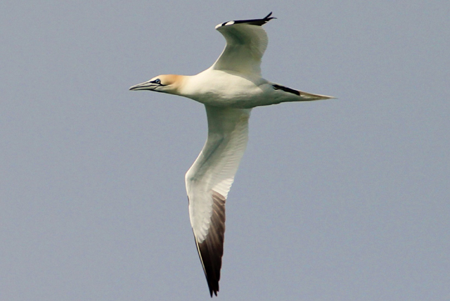 gannet wl 2