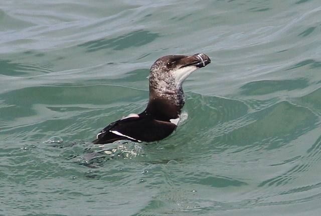 Irish Marine Wildlife log