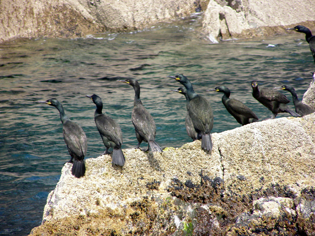 shags on rock 2