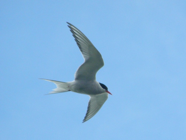 arctic-tern-ireland