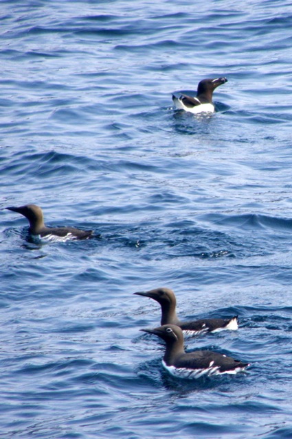 bridled-guillemot-razorbill