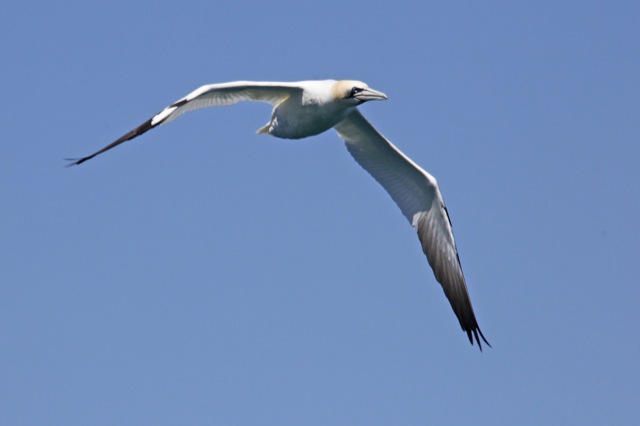 gannet-Skellig-Rock-colony