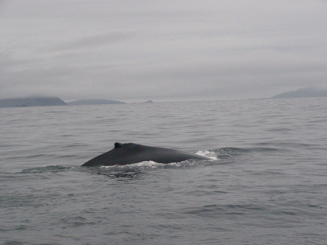 humpback_and_dunmore_head