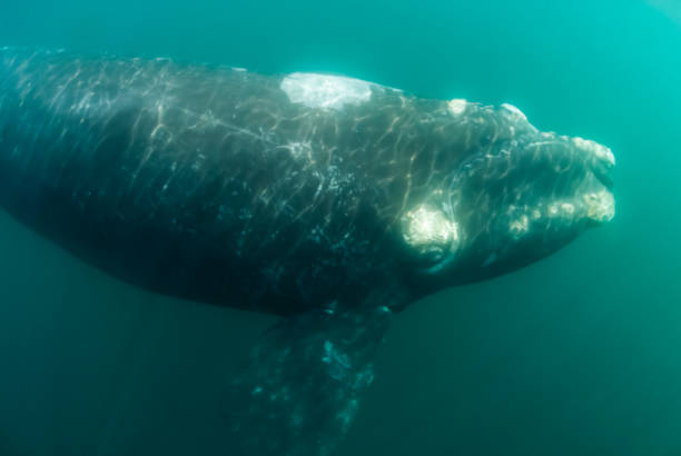 Northern Right Whale