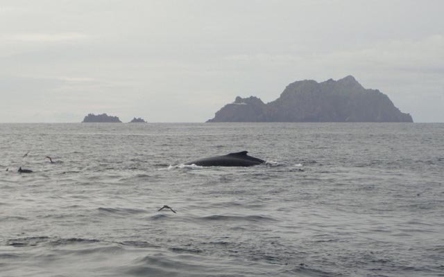 humpback_and_Tearaght_1