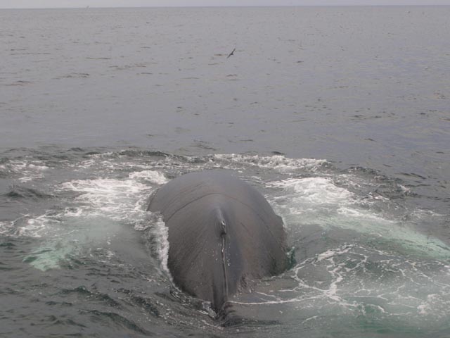 humpback_at_bow