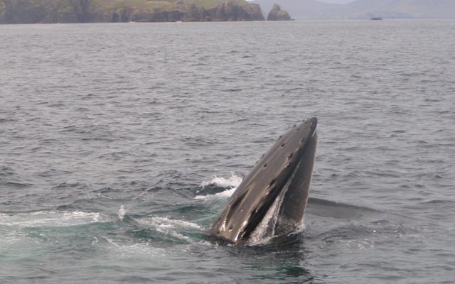 humpback_head_and_the_Inis