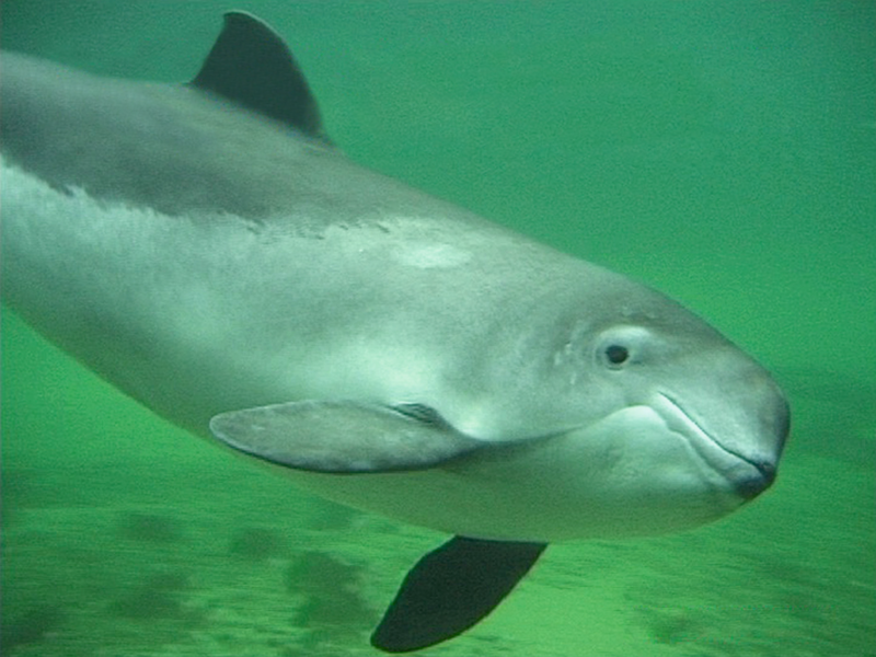 Harbour porpoise