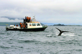 Humpback whale fluke