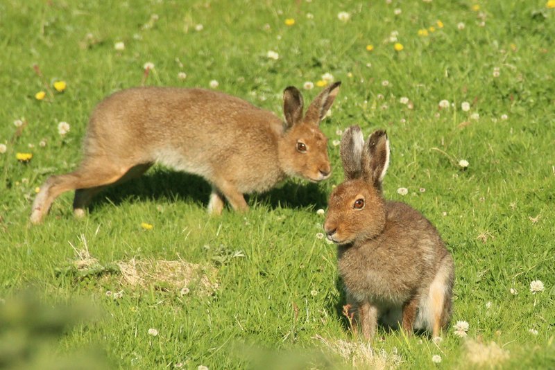 hares on Great Blasket Island