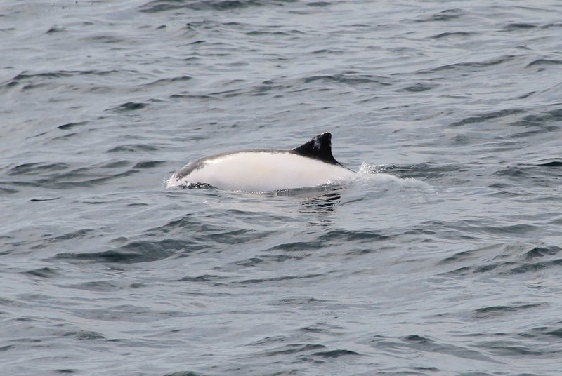 leucistic harbour porpoise in Dingle Bay