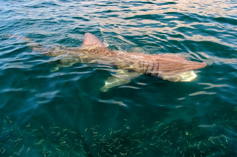 basking shark ireland