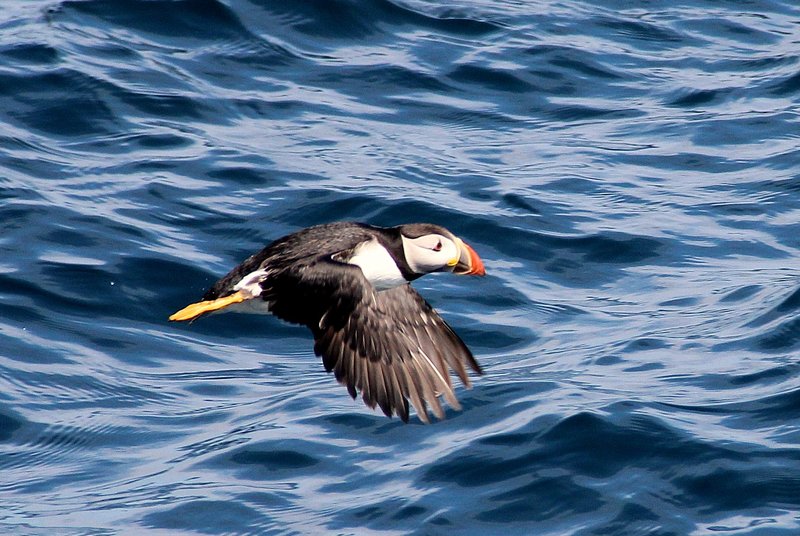 puffin off the Blasket islands