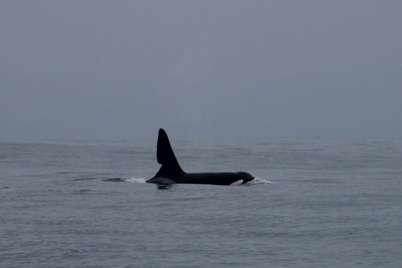 John Coe killer whale in Dingle Bay