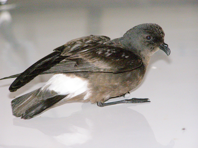 storm petrel 2