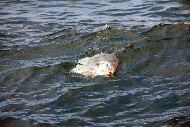 sunfish 2